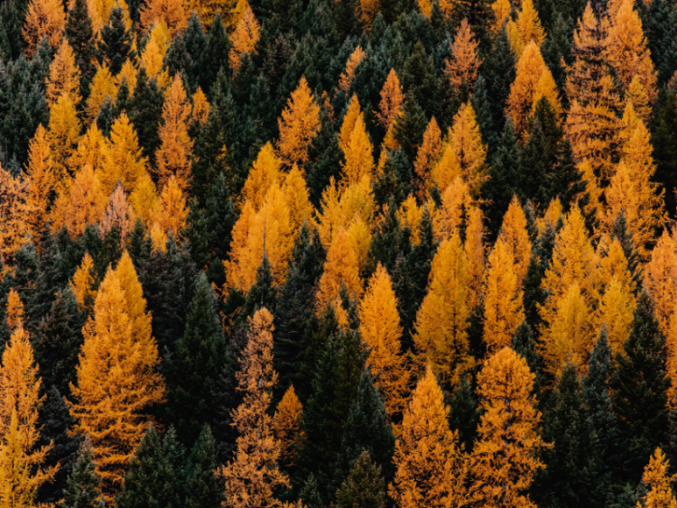 Bankruptcy Proceedings